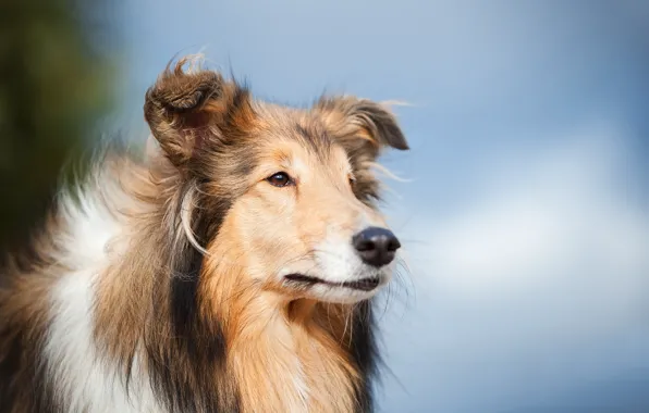 Look, face, background, portrait, dog, Rough collie