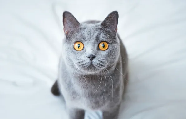 Cat, cat, look, grey, background, bed, sitting, British