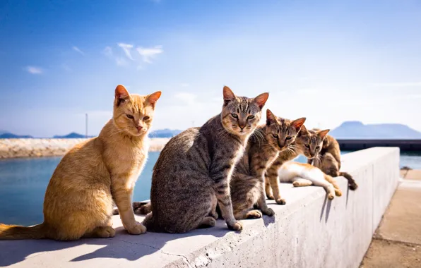 Picture summer, background, cats, A Tomcat