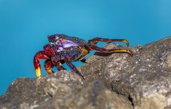 Sea, macro, insects, nature, macro, biology, coast, stone