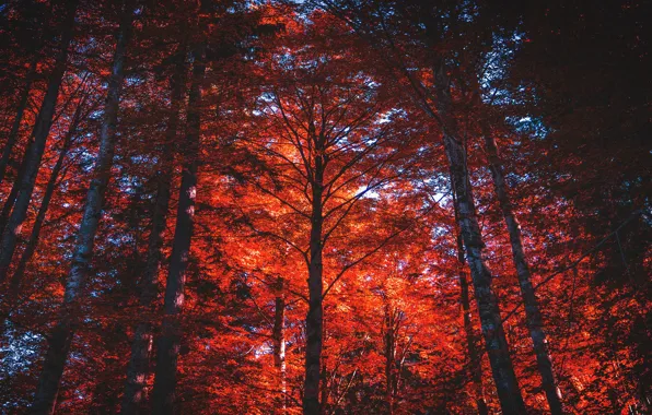 Autumn, forest, light, trees, nature, branch, trunks, foliage