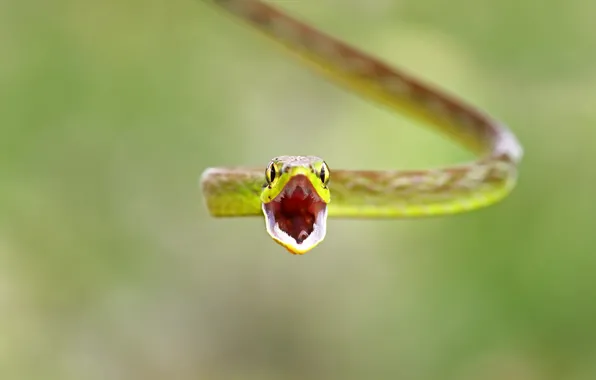 Macro, snake, mouth