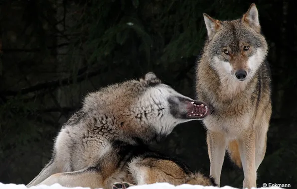 Nature, predator, animal, wolf, wildlife, portrait, portrait., Canis lupus. face