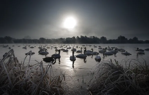 Night, lake, swans