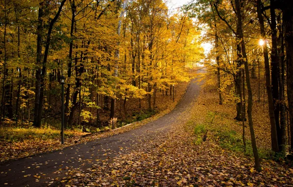 Road, autumn, Park, foliage