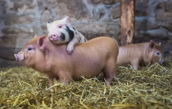 Animals, background, the barn, pigs
