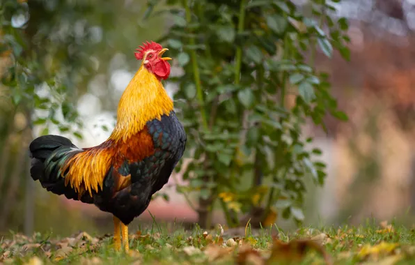 Bird, foliage, Bush, bokeh, cock
