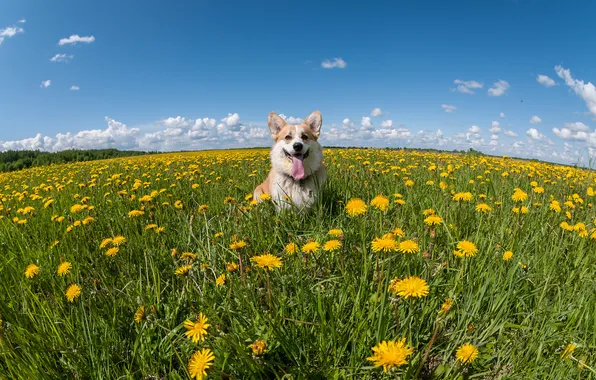 Look, nature, pose, dog, face