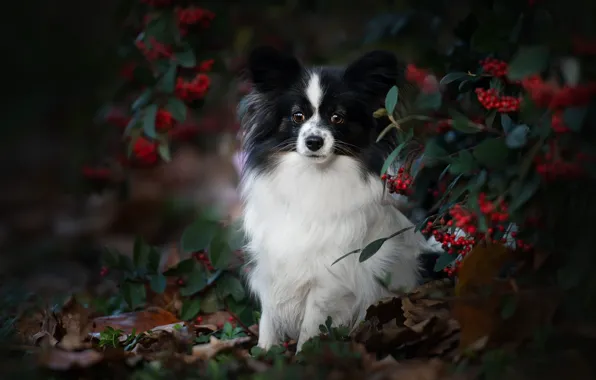 Picture autumn, look, branches, berries, portrait, dog, Papillon, The continental toy Spaniel
