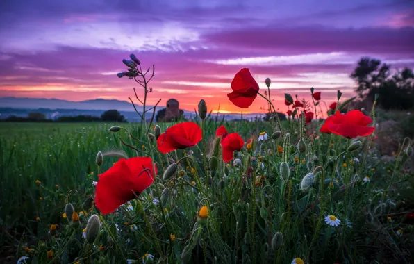Greens, field, summer, the sky, grass, clouds, sunset, flowers