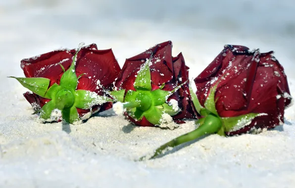 Sand, sea, beach, flowers, shore, roses, red, trio