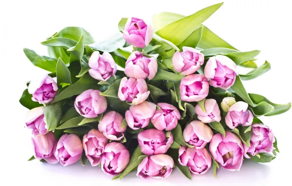 Picture leaves, flowers, beauty, bouquet, petals, tulips, pink, pink