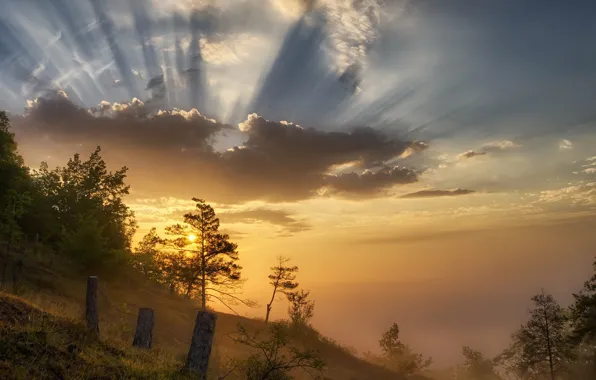 Light, nature, fog, morning