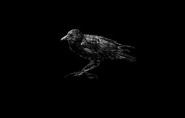 Bird, beak, Raven