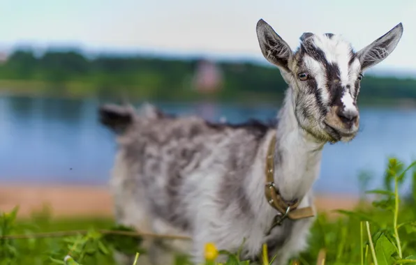 Summer, nature, goat