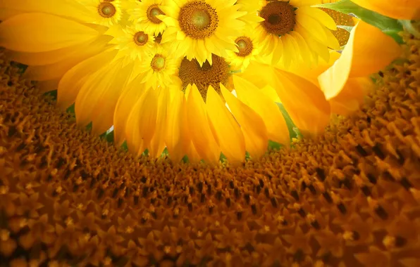 Flowers, Sunflowers, mid