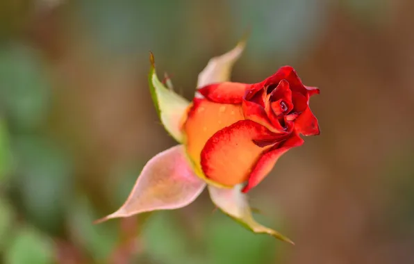 Picture macro, rose, petals, stem, Bud