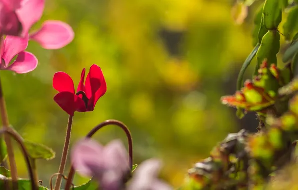 Picture Flowers, Flowers, Bokeh, Cyclamen, Cyclamen