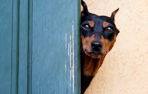 Picture look, face, dog, Doberman