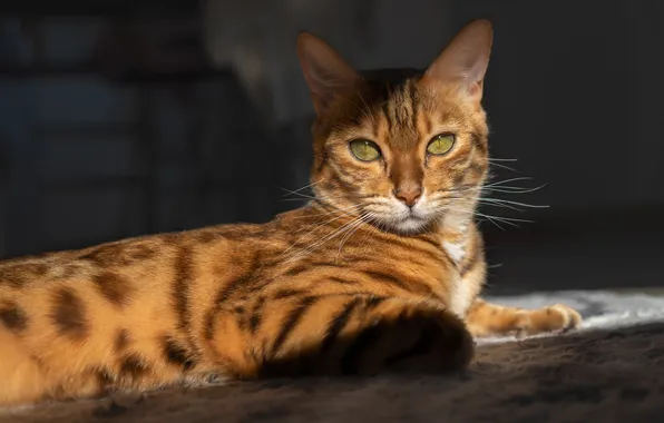 Cat, cat, look, light, pose, the dark background, ladder, stage