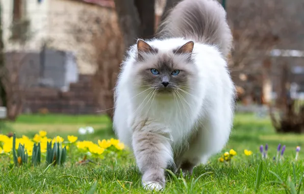 Cat, cat, look, flowers, pose, glade, spring, garden