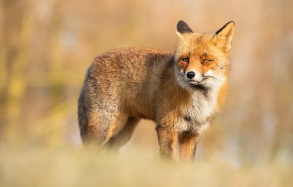 Picture nature, background, Fox