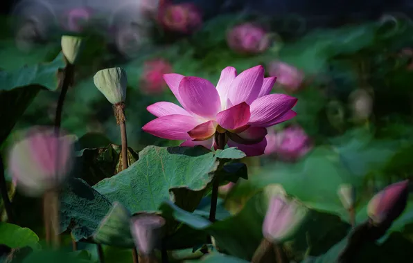 Flower, leaves, flowers, nature, green, background, pink, one