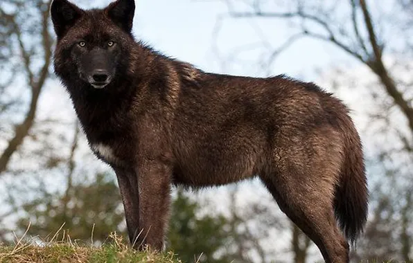 Nature, snow, predator, face, animal, wolf, wildlife, portrait