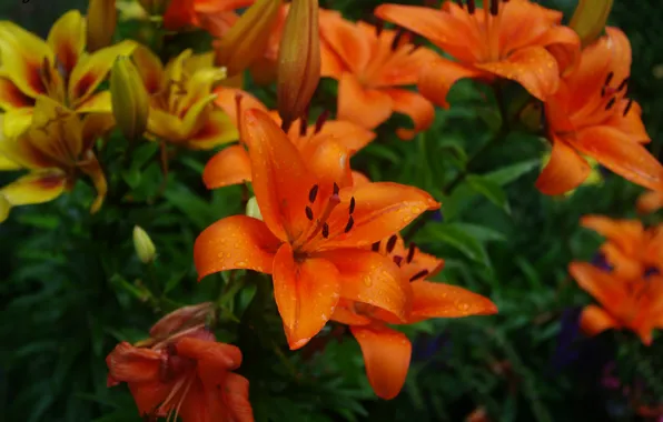 Picture Drops, Lily, Drops, Orange lily, Orange lilies