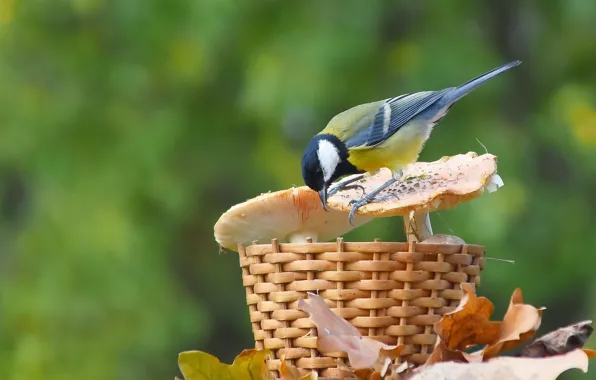 Autumn, birds, nature, tit