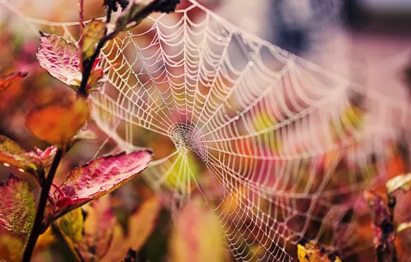 Autumn, leaves, drops, macro, nature, web, branch