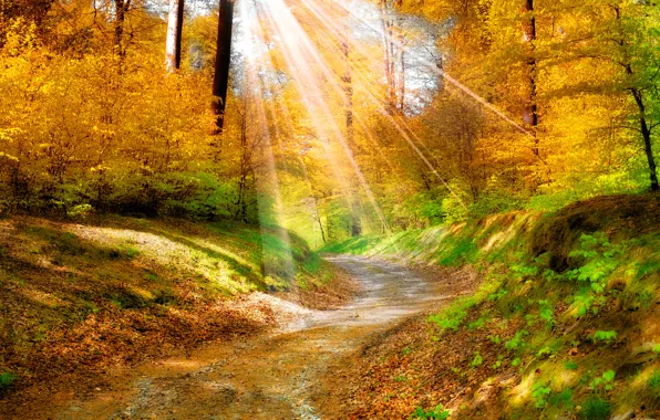 Leaves, trees, landscape, nature, track, the sun's rays, Golden autumn, yellow. forest