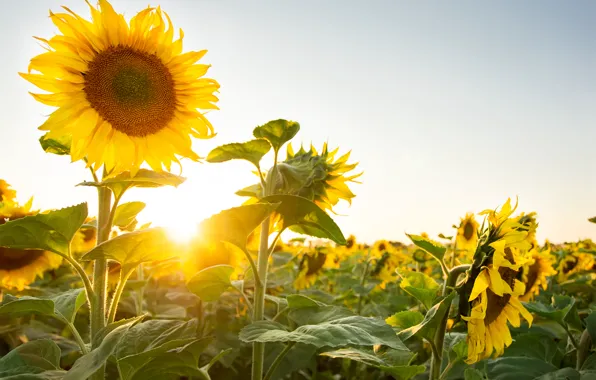 The sun, sunflowers, nature, plants