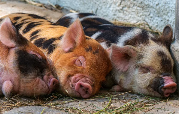 Pigs, pigs, Trinity