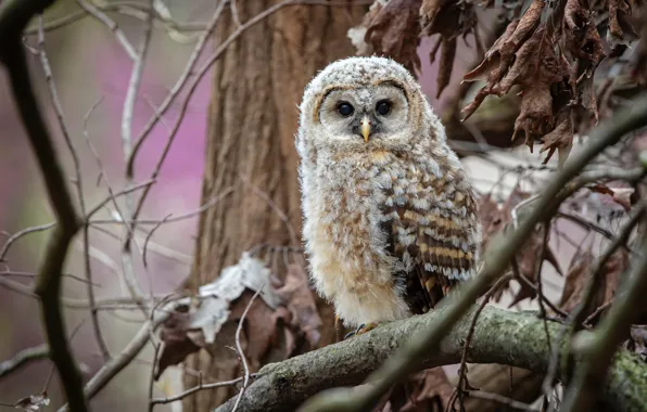 Autumn, look, leaves, branches, tree, owl, bird, dry