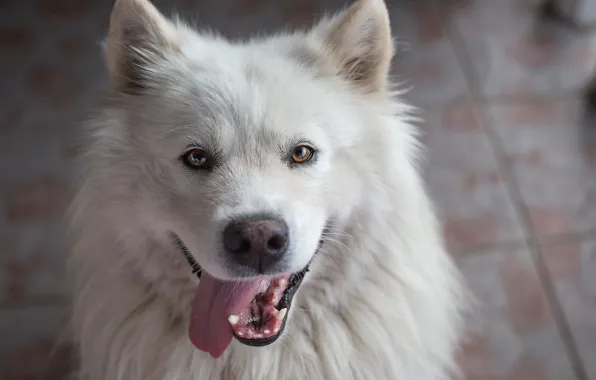 Language, look, face, joy, dog, Samoyed