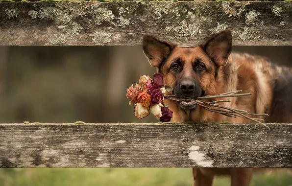 Picture flowers, the fence, dog, German shepherd