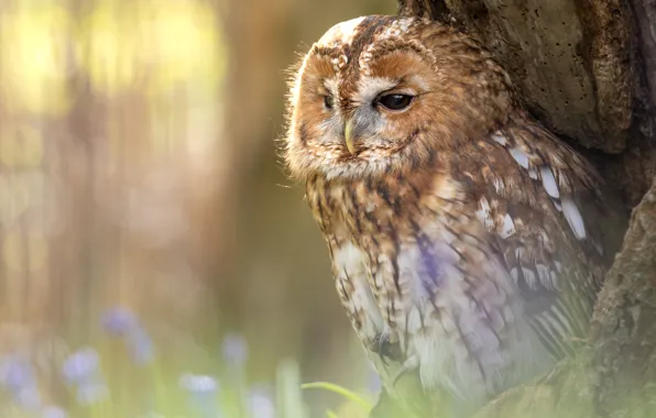 Light, nature, tree, owl, bird, bokeh, the hollow, owl