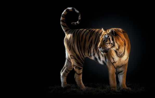 Picture pose, look, light, tiger, tail, black background