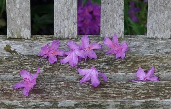 Flowers, the fence, buds, azaleas, rhododendrons