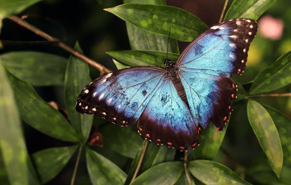 Leaves, macro, the dark background, butterfly, blue
