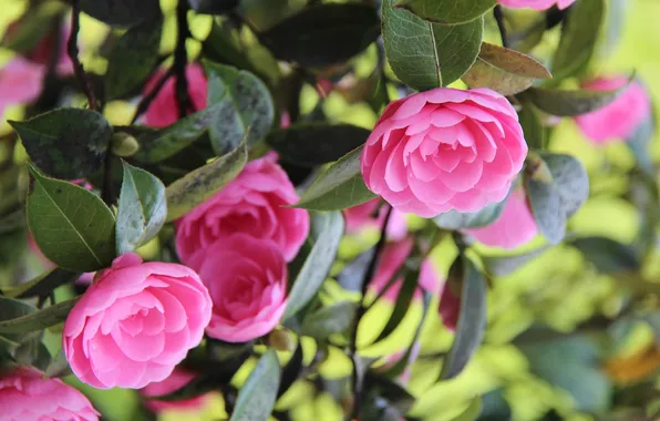 Flowers, pink, flowering, Camellia