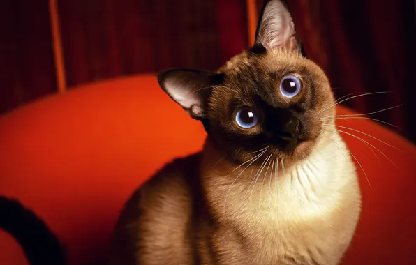 Eyes, look, Cat, red background, Siamese