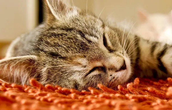Cat, carpet, eyes, sleeping, closed