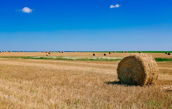 Picture field, summer, hay, Russian, Suzdal