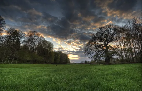 Field, trees, night