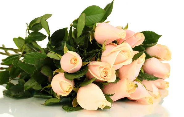 White, leaves, flowers, background, roses, bouquet, pink