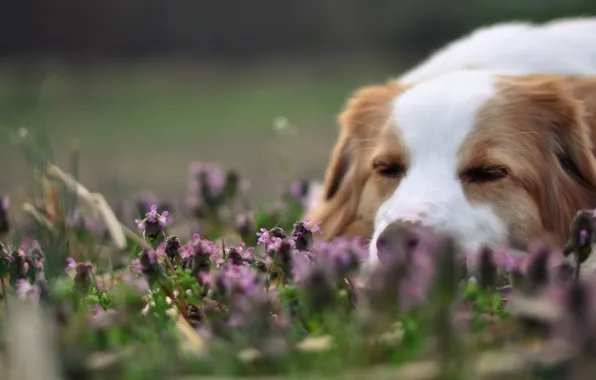 Flowers, each, dog