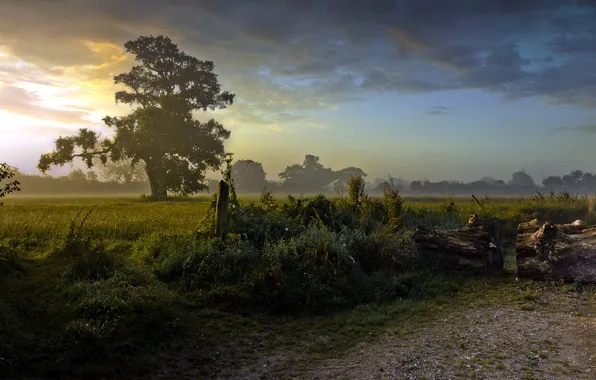 Trees, landscape, fog, morning