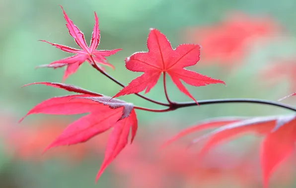 Autumn, leaves, nature, branch, the crimson